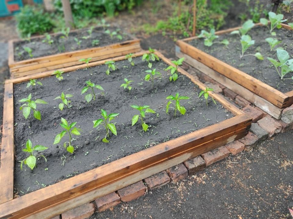 Теплые грядки для перцев и баклажанов: как подготовиться к высадке