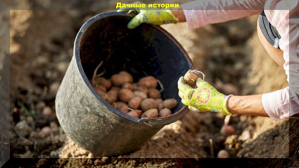 ������� �������� ������� ���������, ������� ����� ������ ���������