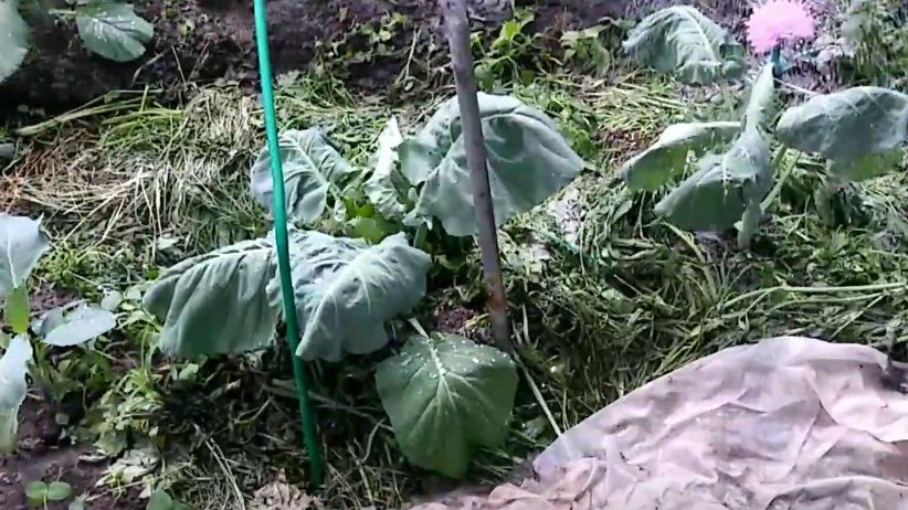 ��� ��������� ������ ������� � �������� ����: ����������� ������ ��������