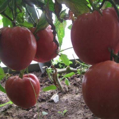 Ранние томаты Сердце быка: как вырастить гигантов и наслаждаться урожаем в кратчайшие сроки