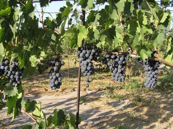 �������� �����������: ��� � ���������� �����, ������� ����������� ������ ���������