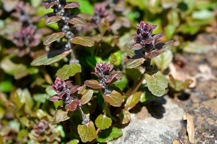 О відкриттях живучки ползучей