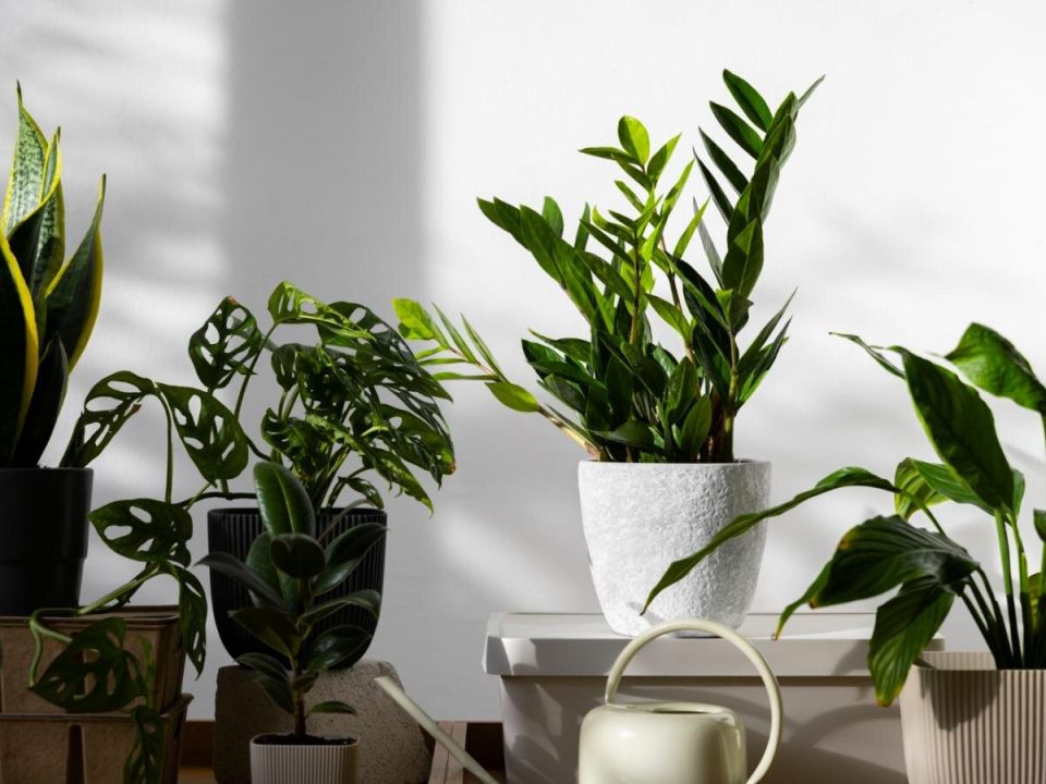 ��� �������� ������� �������� �������������: ������� ������� �����