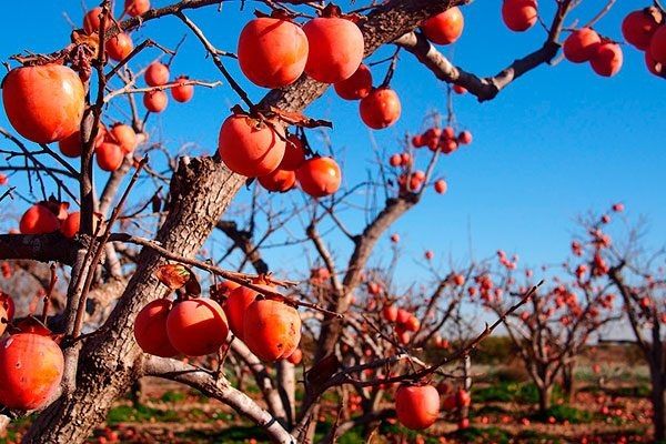 ����� ����� ������: ������� ����� � ����������� �������, ������� ������� ��� ���