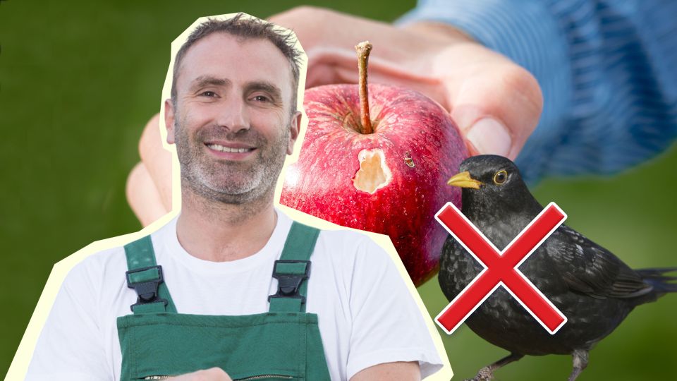 ����� ������� �� ��������� �� ����� �������� ��������: ��� ��� ���� �������