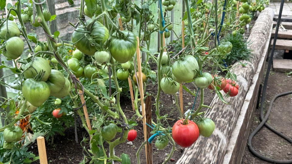 ��� ���������� �������� � ������� ��� ��������� ������