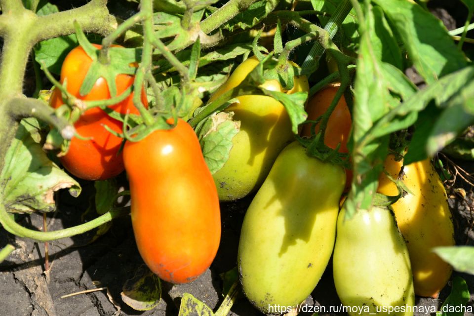 ���������� ���: ����� ����������� ��������� �������� ������� � �����