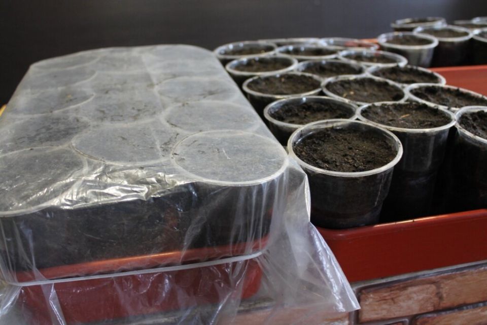 ��� ����������� �������� ����������� �����: ������� �������� �������