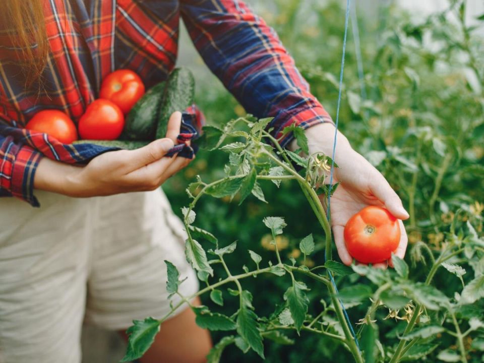 ��� ��������� ����� ������� ������: ������� � ������ ��� ���������