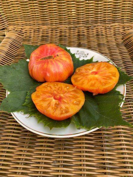 Томат Северное Сияние: крупноплодный сорт для яркого урожая в условиях непредсказуемого лета