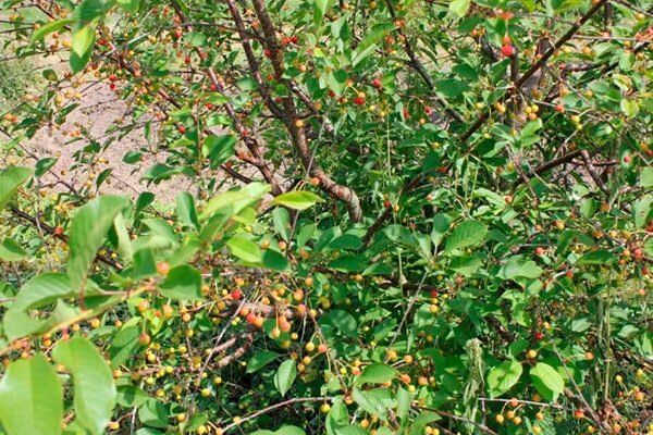 ������� � ���������� � ��������������� ����� ��� ���������� ����