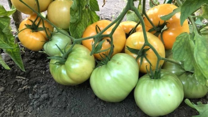 ����� ������� ������ ��������: ������� ����� � ������� �������� �����������