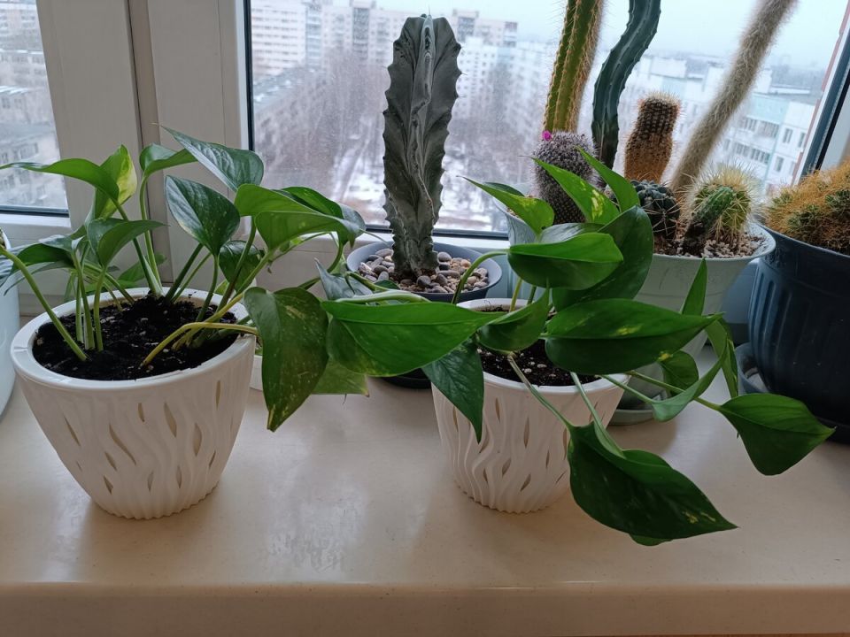 Сциндапсус: быстрая лиана, превращающая уголок в зелёный оазис