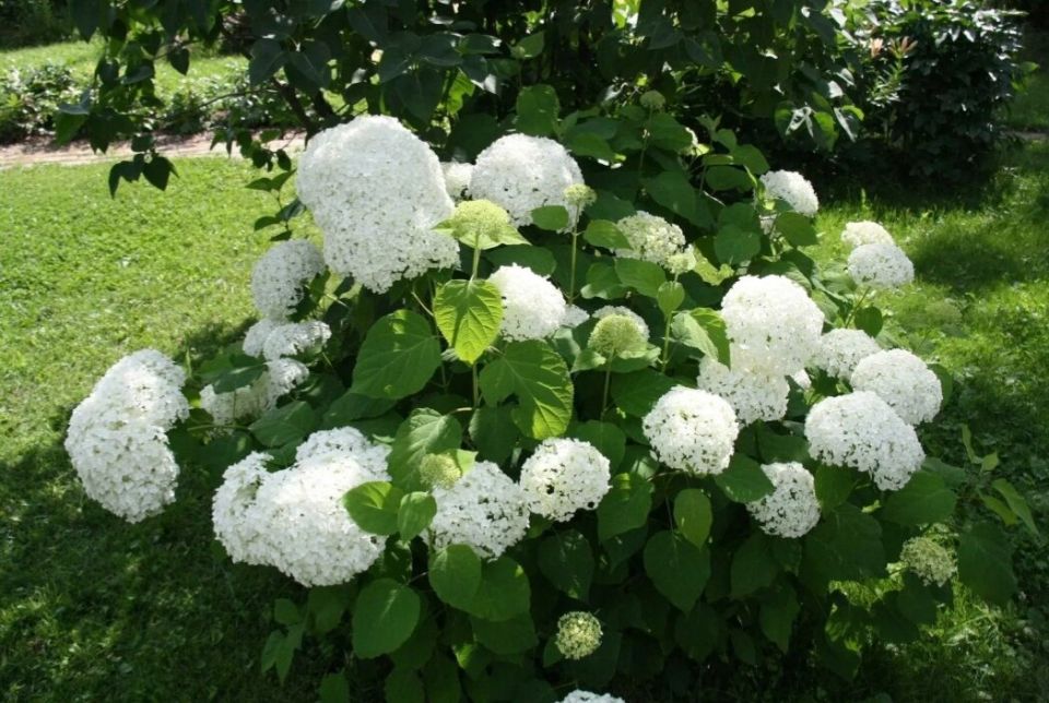 Тонкости весенней обрезки древовидной гортензии