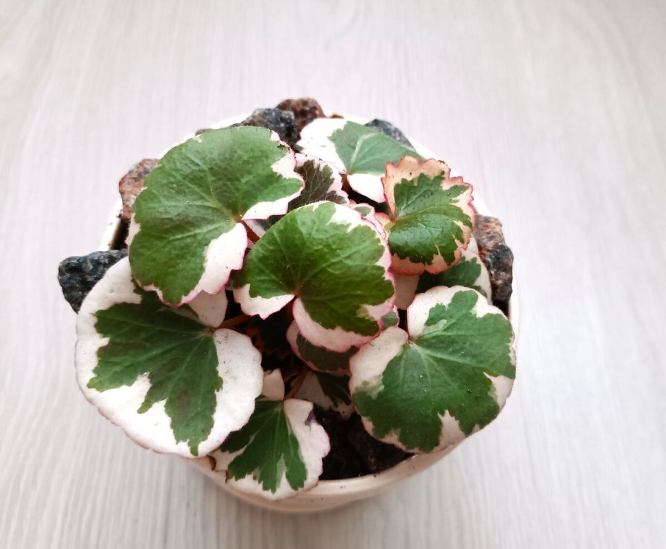 ��������� ����������: ��� ��������� �� ���� ������������ ���������