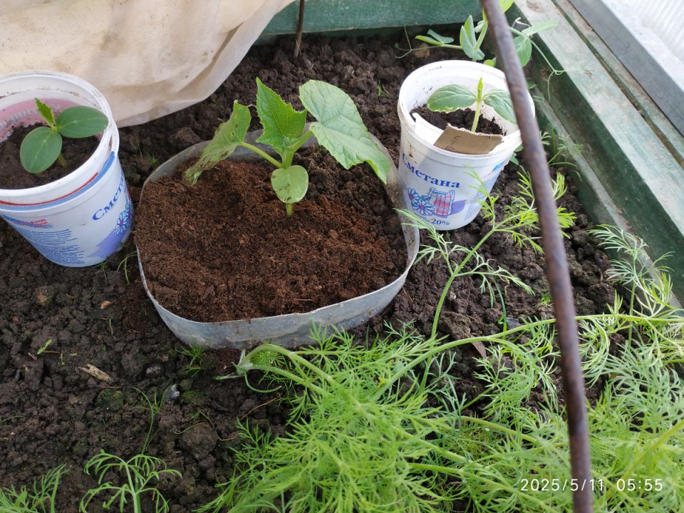 Как сохранить рассаду в теплицах при холодах