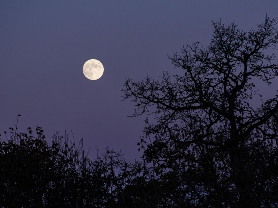 Ночной полив: как это может изменить уход за вашими растениями