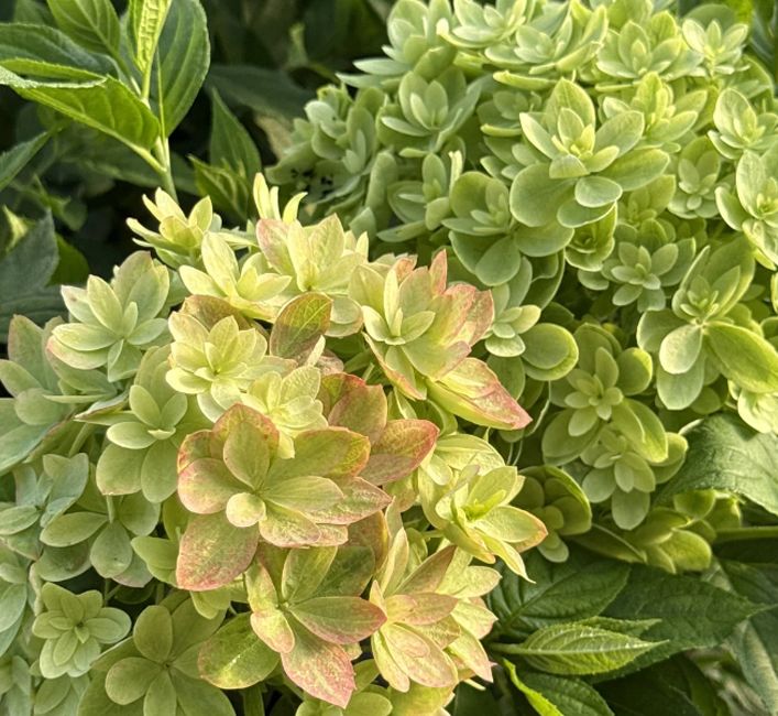 Новая метельчатая гортензия, которая завораживает своей красотой