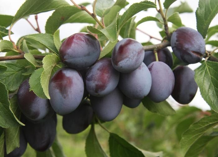 Как защитить вишни и сливы от опасного грибного заболевания