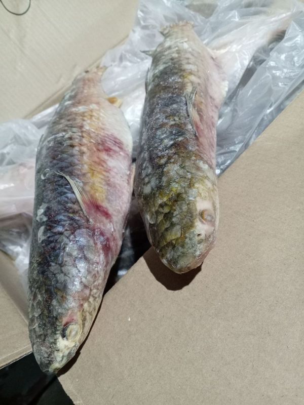 ������: ��������� ����� ��� ������ �����