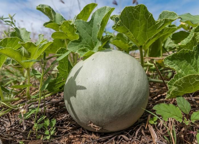 ��� �������� ���������� ������ ���� �� ����