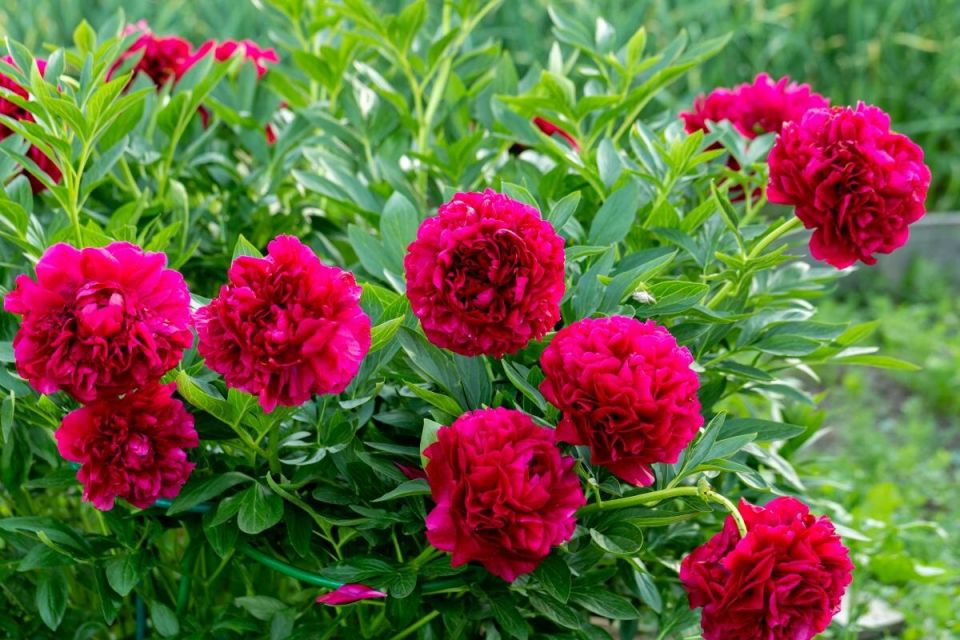 Зимний уход за пионами: полезные советы от опытных садоводов