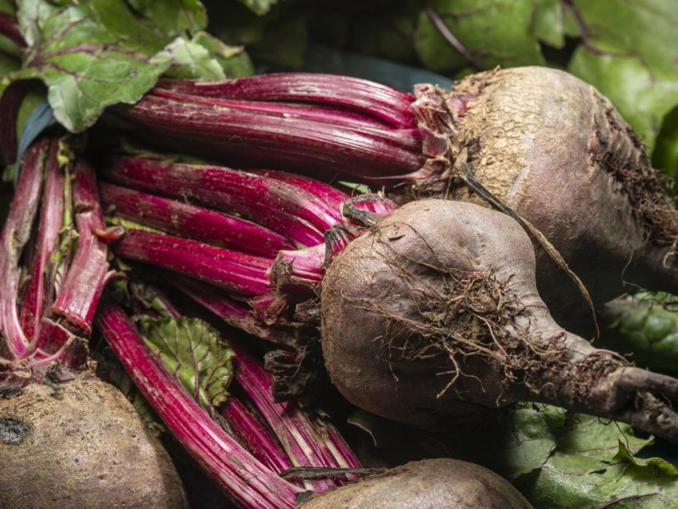 ����� ������ ��� ����: ��������� ������ ��� ������� ������