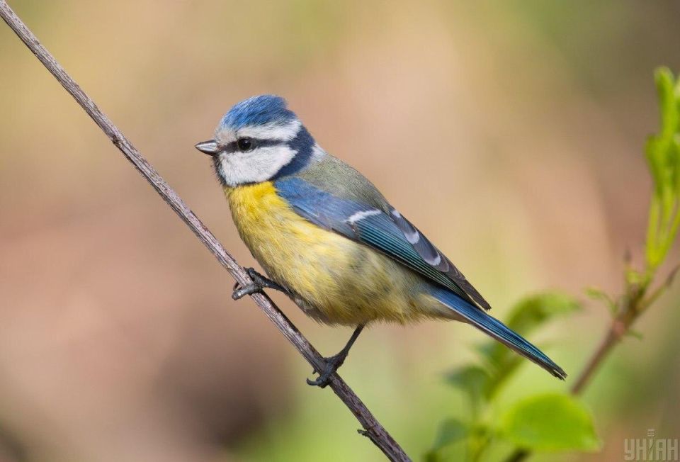 ������ ����� ����� ������: ������������ ����� � ������ � ���