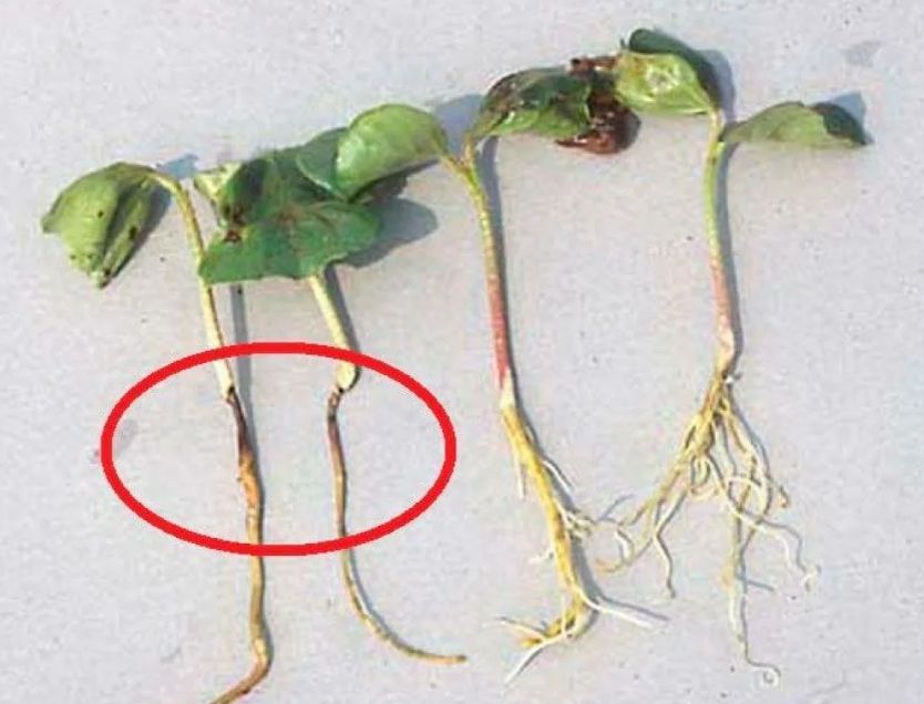 Как защитить рассаду от черной ножки: практические советы для садоводов