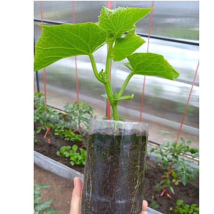 ������ ��� ����������� ������� �������: ��� �������� �������