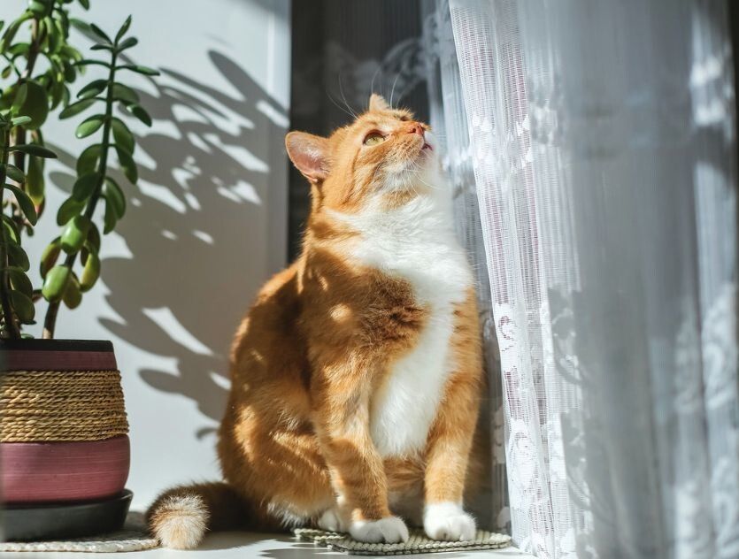 ��� � ����� ��� �����: ��������� ����� � ����