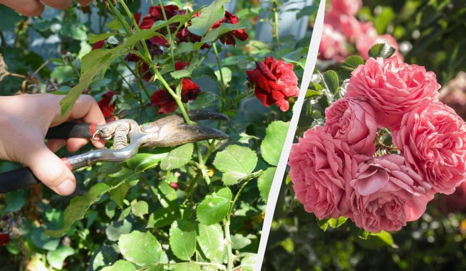 ������� � ���� ������������ ��������� � ����� ���� ����� �������� �������� ��������