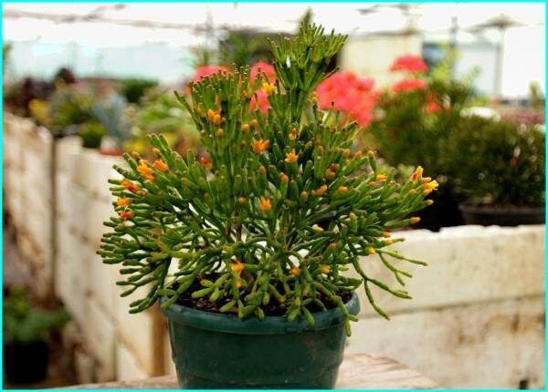 ������� �����������: ��� ������������ ��������� ����� ����������� ��� ���