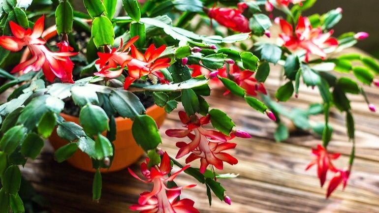 ��� ����������� ����������: ������� �������� ��������� �������