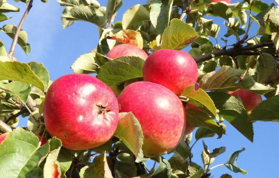 ������� ������, ������� ������� ���� ������: ������� ����� 