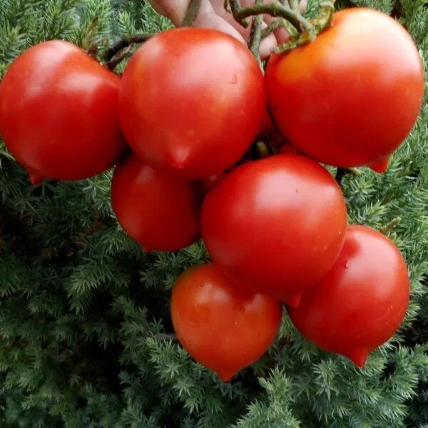 ������ ��������� 2: ������� ��������� ����������� �������