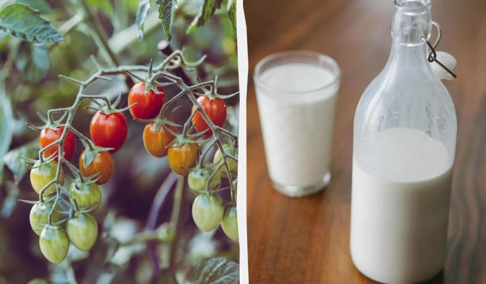 ������ � ���: ������� ������� � ������� �������