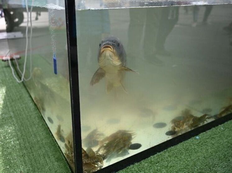 ����� ���� ����� � ����������� �������