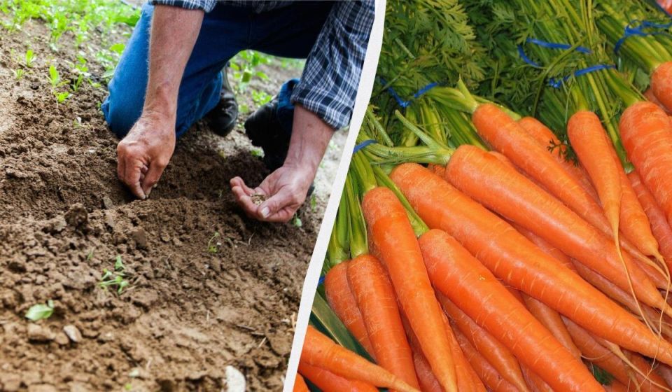 ��� ��������� ����� ������� � 2025 ����: ������� �������� ������