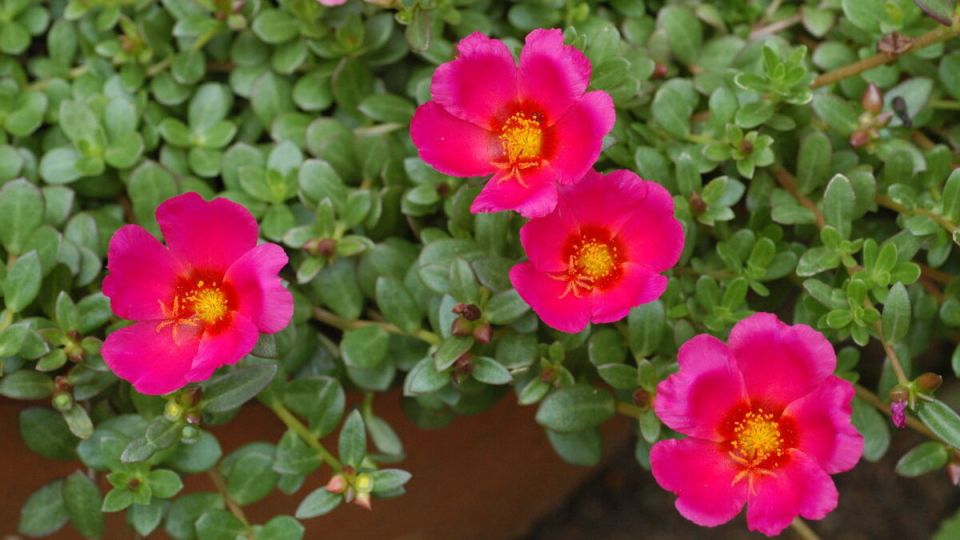 ��������: �������� �� ������ ������� � ������������� ����������