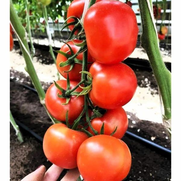 ����� ���� ���������: ����� ������ � �������� �������������� ��������