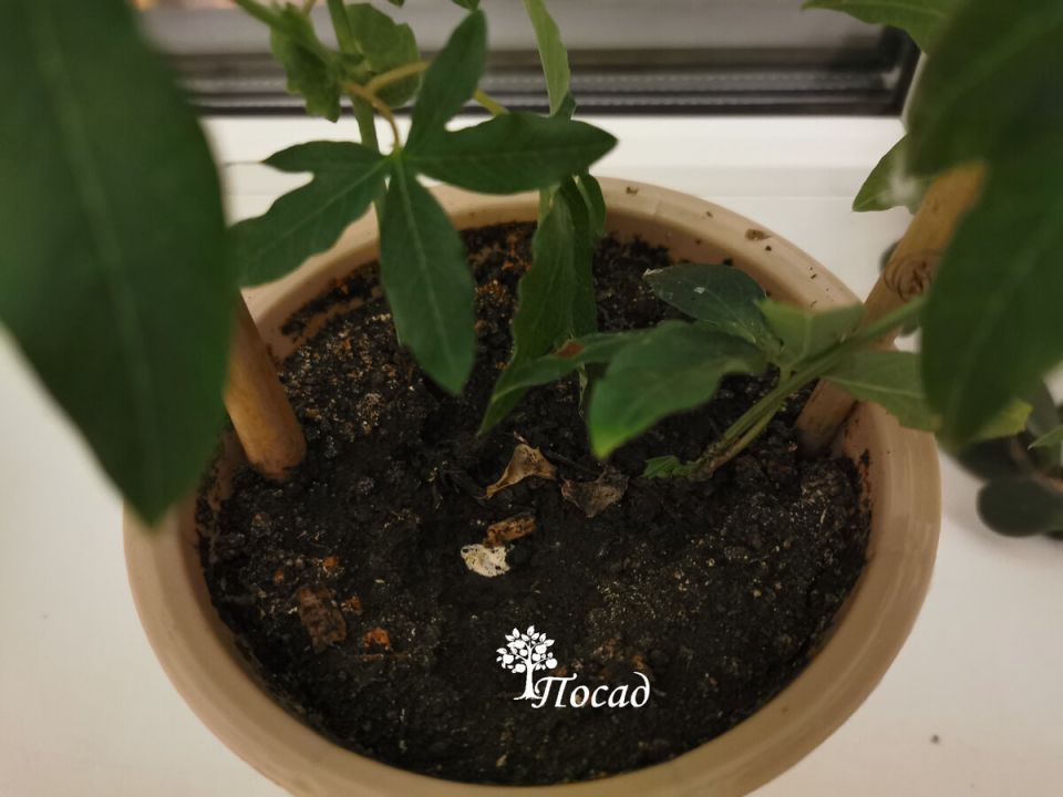 ��� �������� ����� �������� ����� ����� ��������� ���������: ��������� ������ ��������