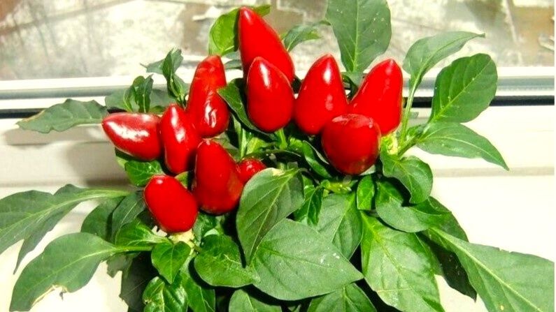 �������� ���� �� ����: ��� ��������� ��������� ����� � ��������