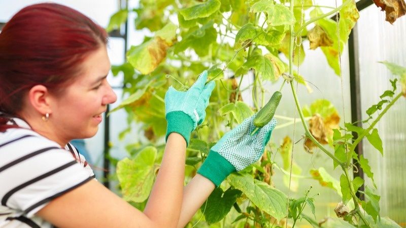 Почему желтеют листья огурцов? Разбираем главные причины и способы решения проблемы