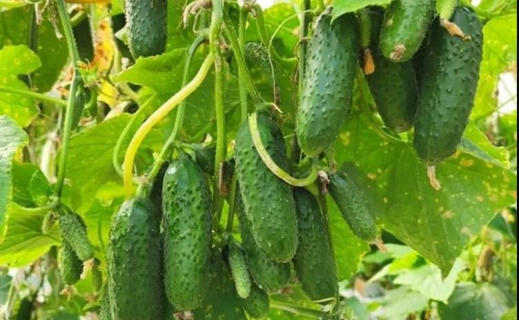 ������� �������������� ������� �� ������ ������� ��������