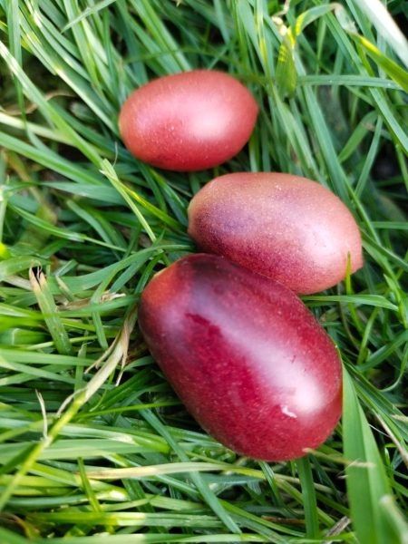 Томат Сказочная фея: сладкие плоды для вашего балкона и грядки