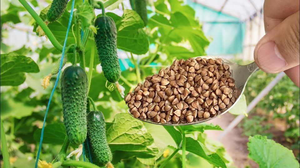 ������ ��� ������: ����������� ������ ��������� ������