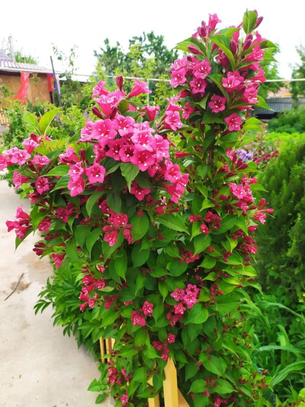 ���, ������� �������� ��� � ���� ������: �������������� �������� ��� ������������ ��������