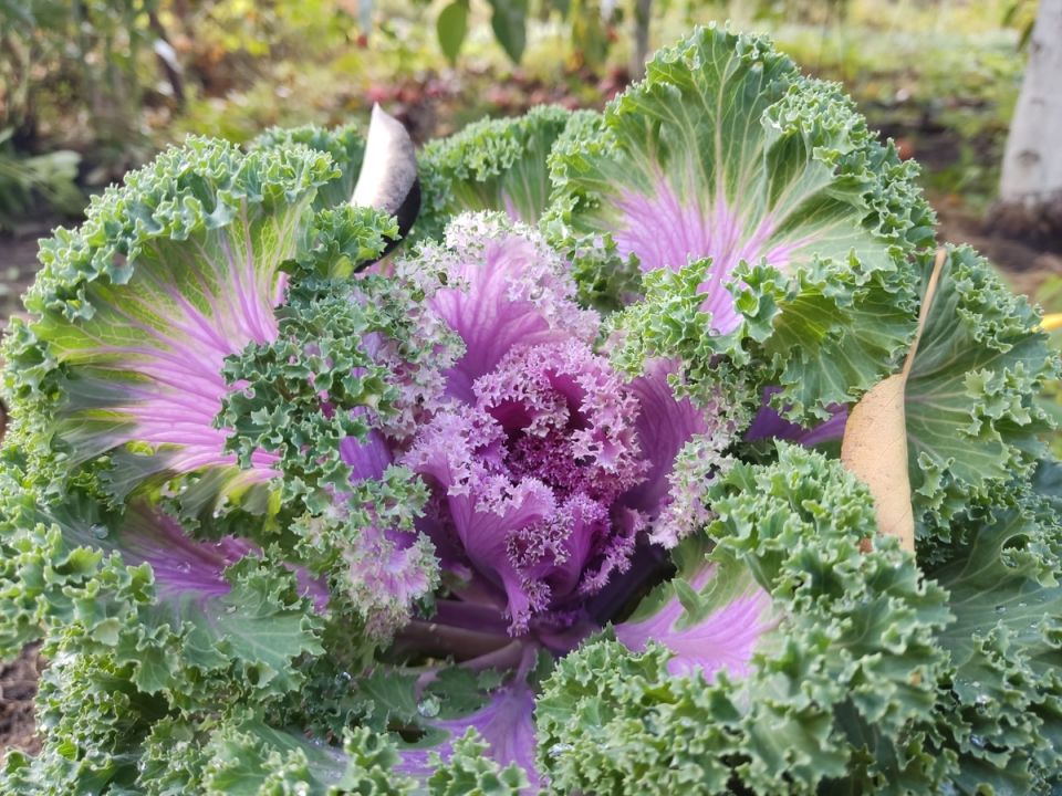 ��� ������ ����������� ��������� �� �����: ������ � ��������