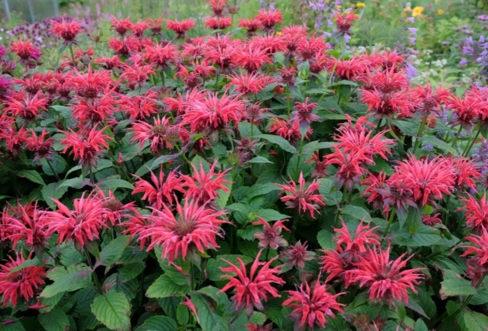 Цветы, которые не найдут место в любимом саду: удивительные предпочтения